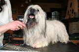 SKYE TERRIER - BROSSAGE 098